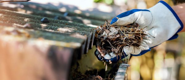 Pine Needle Gutter Cleaning in Matthews
